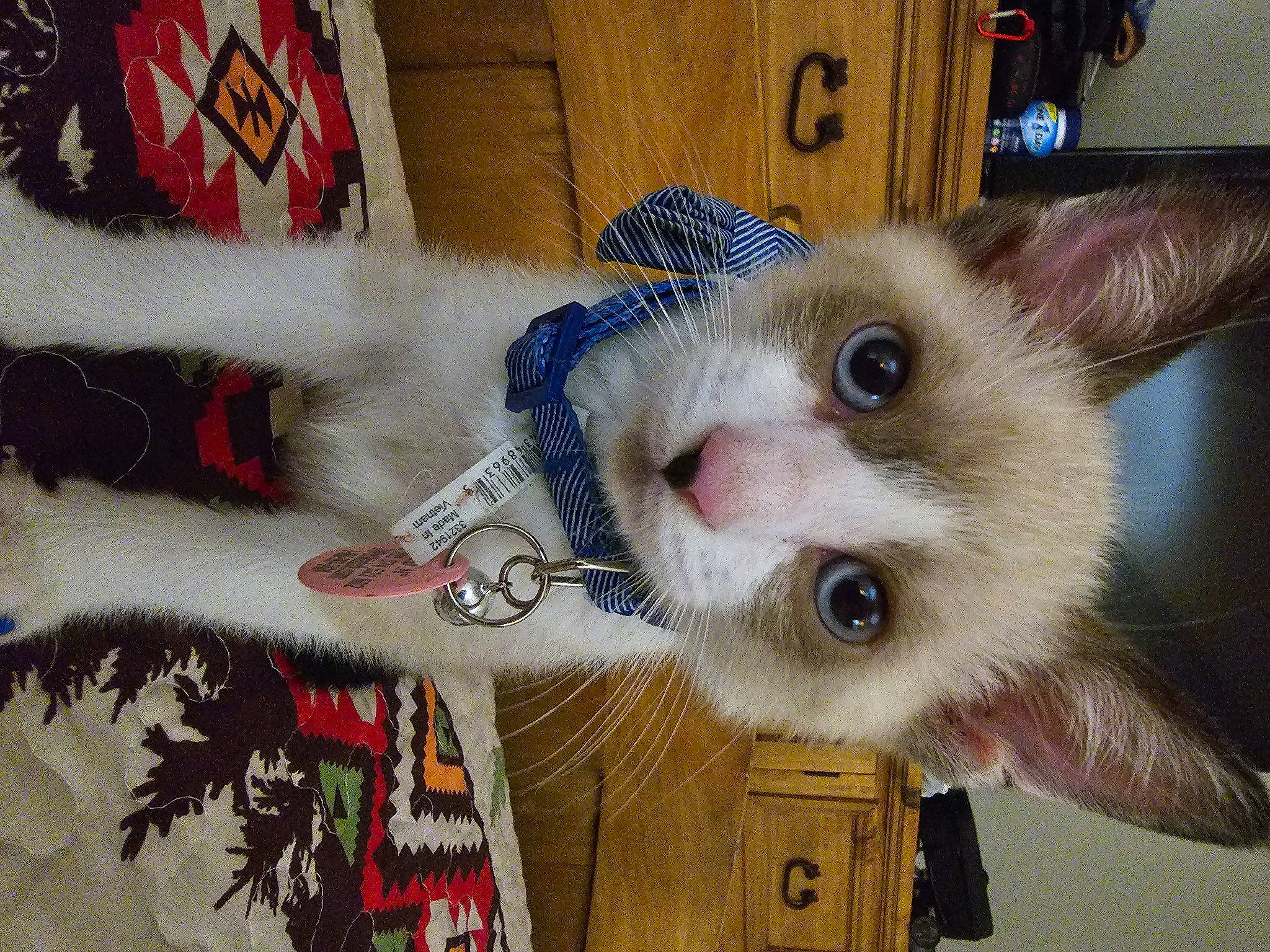 Tom Kitty Meow Meow joined the competition — help win amazing prizes! art, balinese, carnivore, cat, domestic_short_haired_cat, eye, fawn, felidae, fur, head, paw, siamese, small_to_medium_sized_cats, snout, tail, thai, whiskers