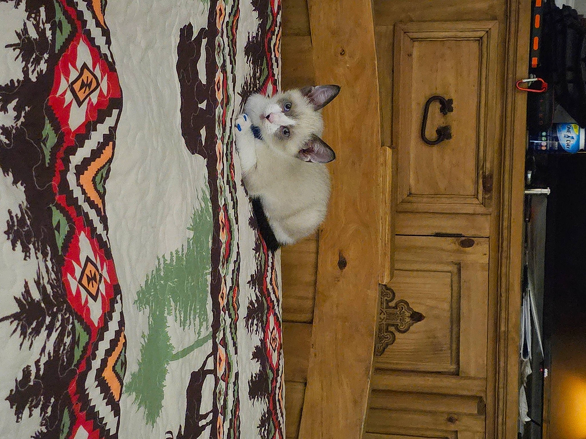 Tom Kitty Meow Meow joined the competition — help win amazing prizes! art, building, carnivore, dog, door, facade, fawn, felidae, home_door, house, pattern, plant, small_to_medium_sized_cats, tail, tree, twig, wall, whiskers, window, wood