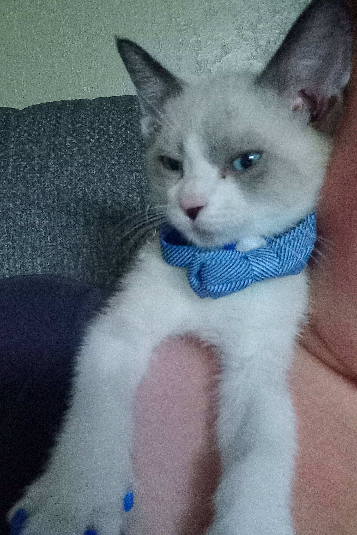 Tom Kitty Meow Meow is registered to the contest to win money with this photo: carnivore, cat, claw, comfort, domestic_short_haired_cat, electric_blue, fawn, felidae, fur, paw, small_to_medium_sized_cats, snout, tail, terrestrial_animal, thai, whiskers