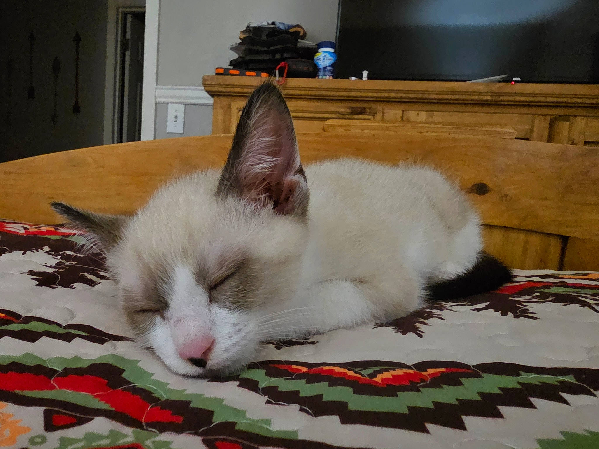 Tom Kitty Meow Meow joined the competition — help win amazing prizes! cabinetry, carnivore, cat, cat_furniture, cat_supply, collar, comfort, cupboard, domestic_short_haired_cat, fang, felidae, fur, home_appliance, linens, paw, room, small_to_medium_sized_cats, snout, tail, whiskers