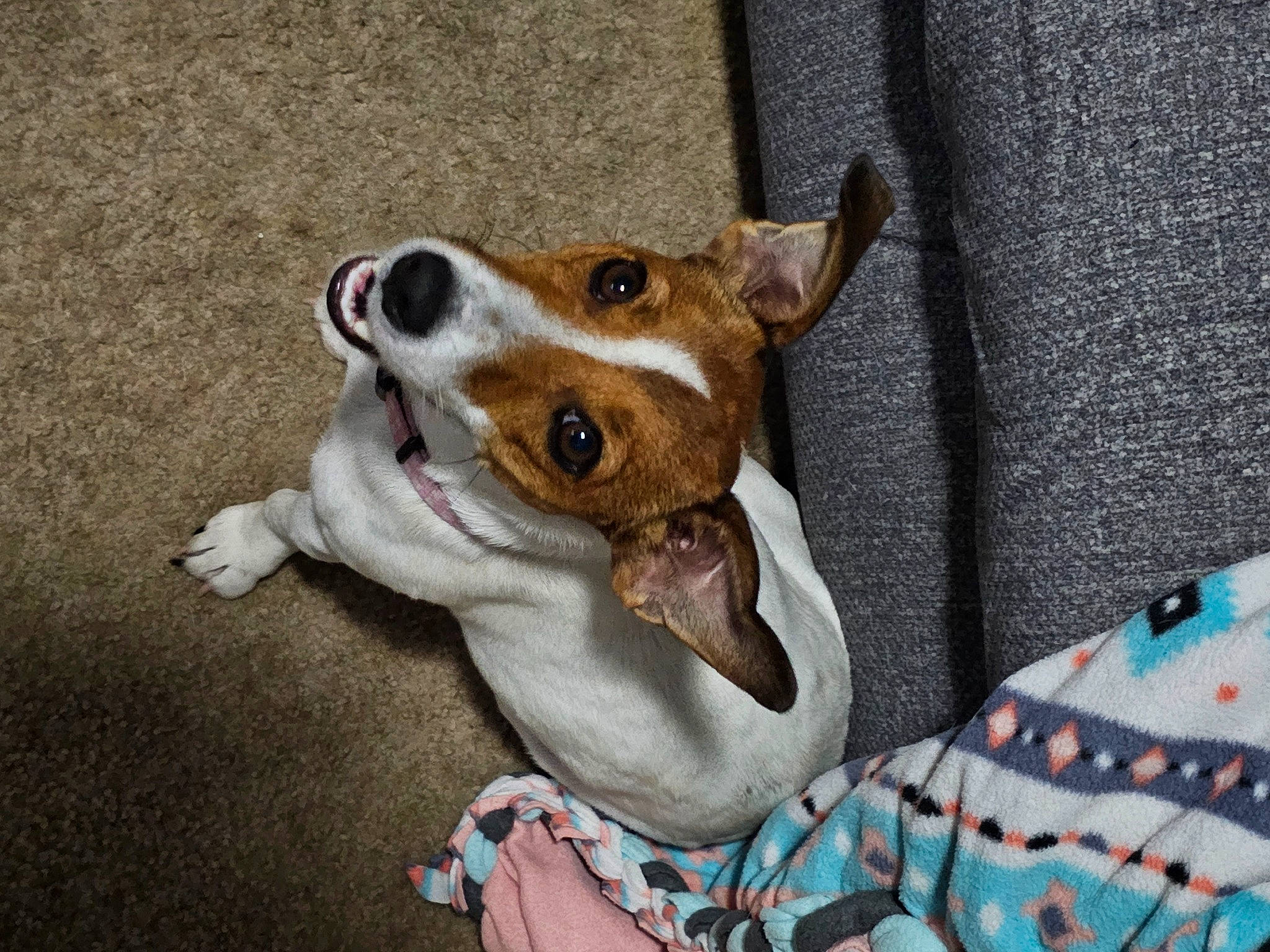 Mabel Lee is registered to the contest to win money with this photo: canidae, carnivore, collar, comfort, companion_dog, dog, dog_breed, ear, fawn, felidae, fur, linens, non_sporting_group, pattern, paw, snout, sporting_group, terrier, whiskers, working_animal