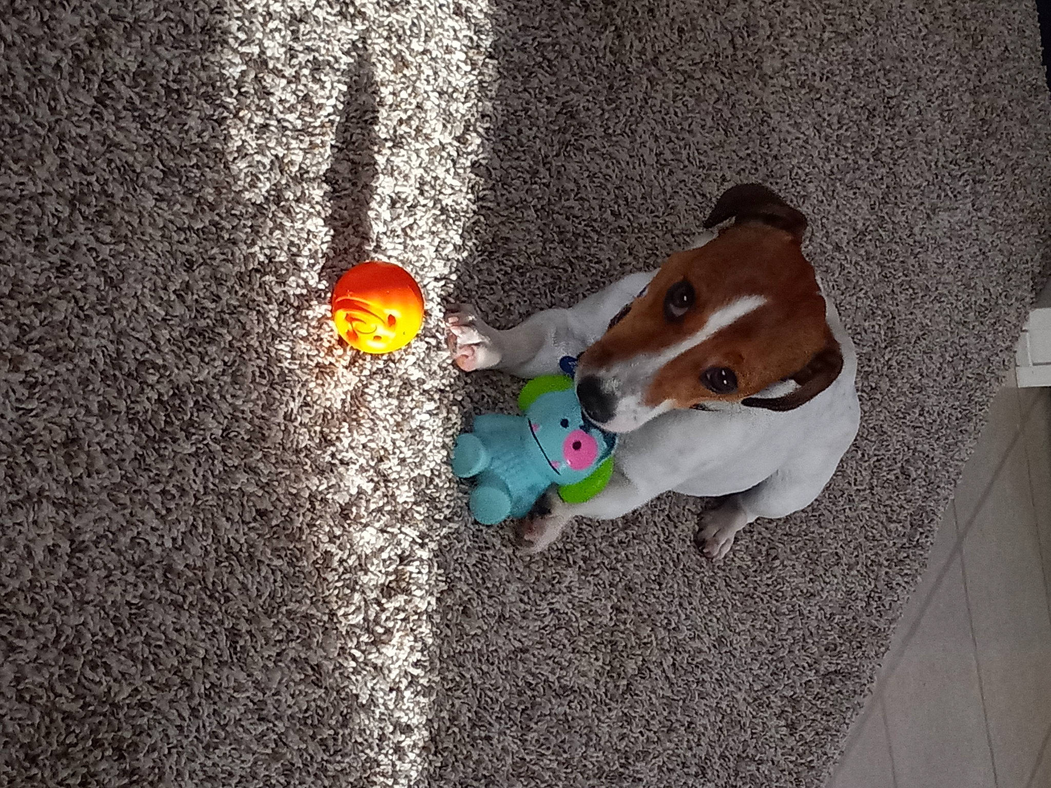 Mabel Lee is registered to the contest to win money with this photo: animation, asphalt, brown, canidae, carnivore, companion_dog, dog, dog_breed, dog_supply, fawn, flooring, human_leg, non_sporting_group, pet_supply, road_surface, sitting, sporting_group, wood, working_animal