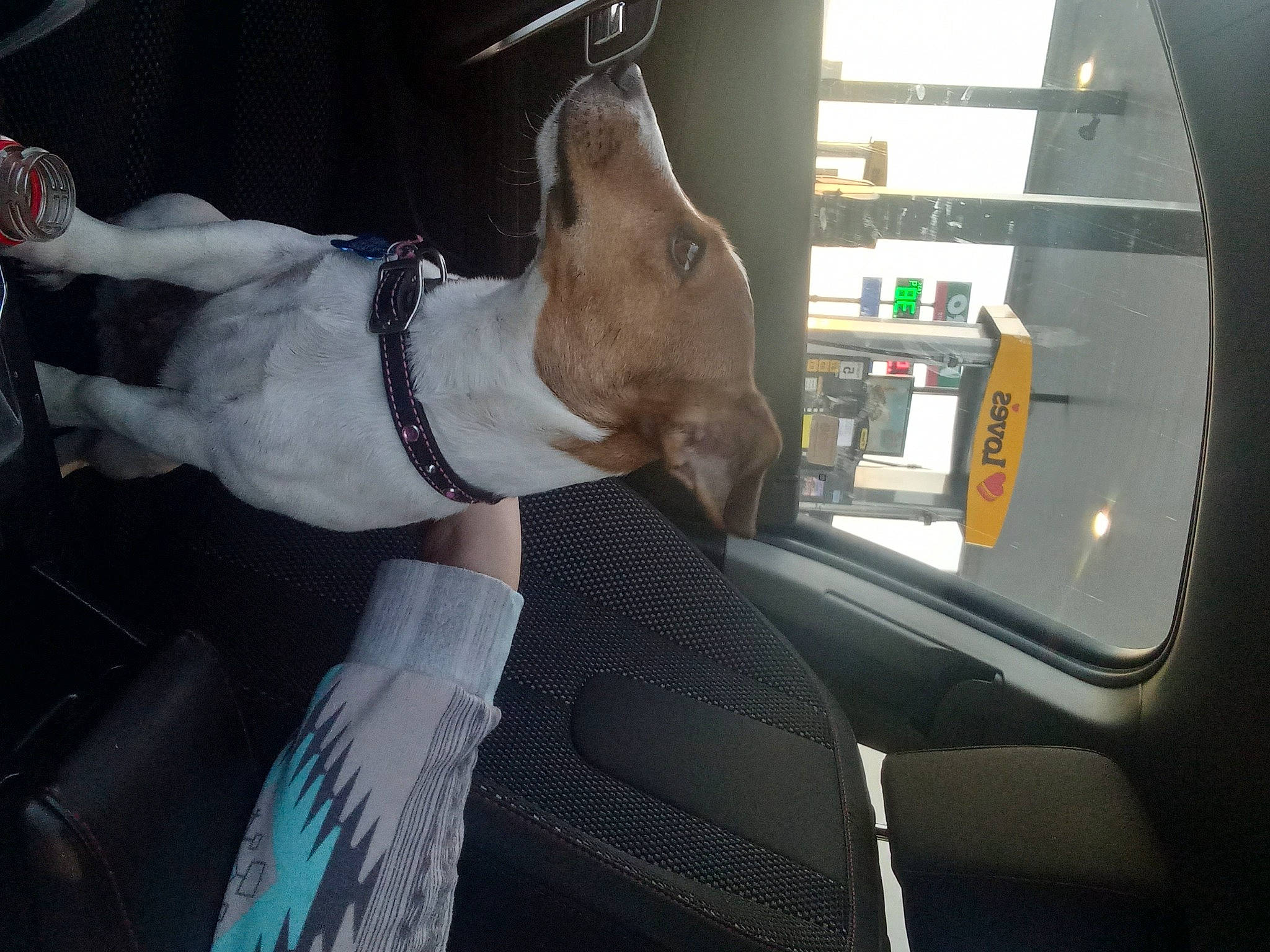 Mabel Lee is registered to the contest to win money with this photo: auto_part, automotive_exterior, car, car_seat, carnivore, collar, companion_dog, dog, dog_breed, dog_collar, family_car, fawn, head_restraint, motor_vehicle, sporting_group, steering_part, steering_wheel, vehicle, vehicle_door, windshield