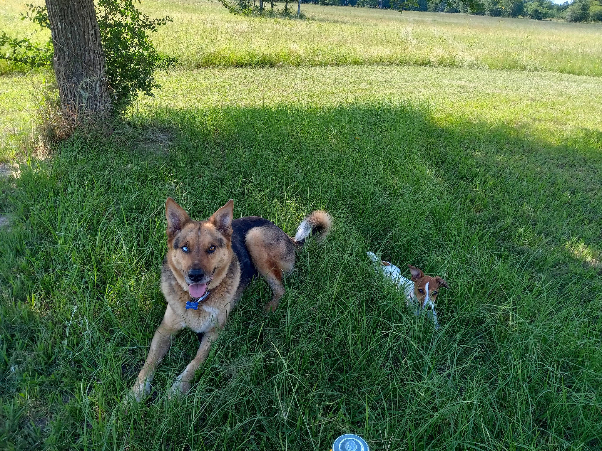 Kai joined the competition — help win amazing prizes! canidae, carnivore, collar, companion_dog, dog, dog_breed, dog_collar, dog_supply, fawn, grass, grass_family, grassland, groundcover, lawn, leash, plant, sporting_group, tail, tree, yard