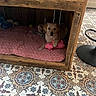 Anouk participe au concours pour gagner de l'argent avec cette photo : puppy, dog, wooden_crate, pink_blanket, pink_toy, pig_toy, indoor, floor_tiles, patterned_floor, cozy, pet, animal, cute, resting, toy, home, small_space, wood, playful, comfort