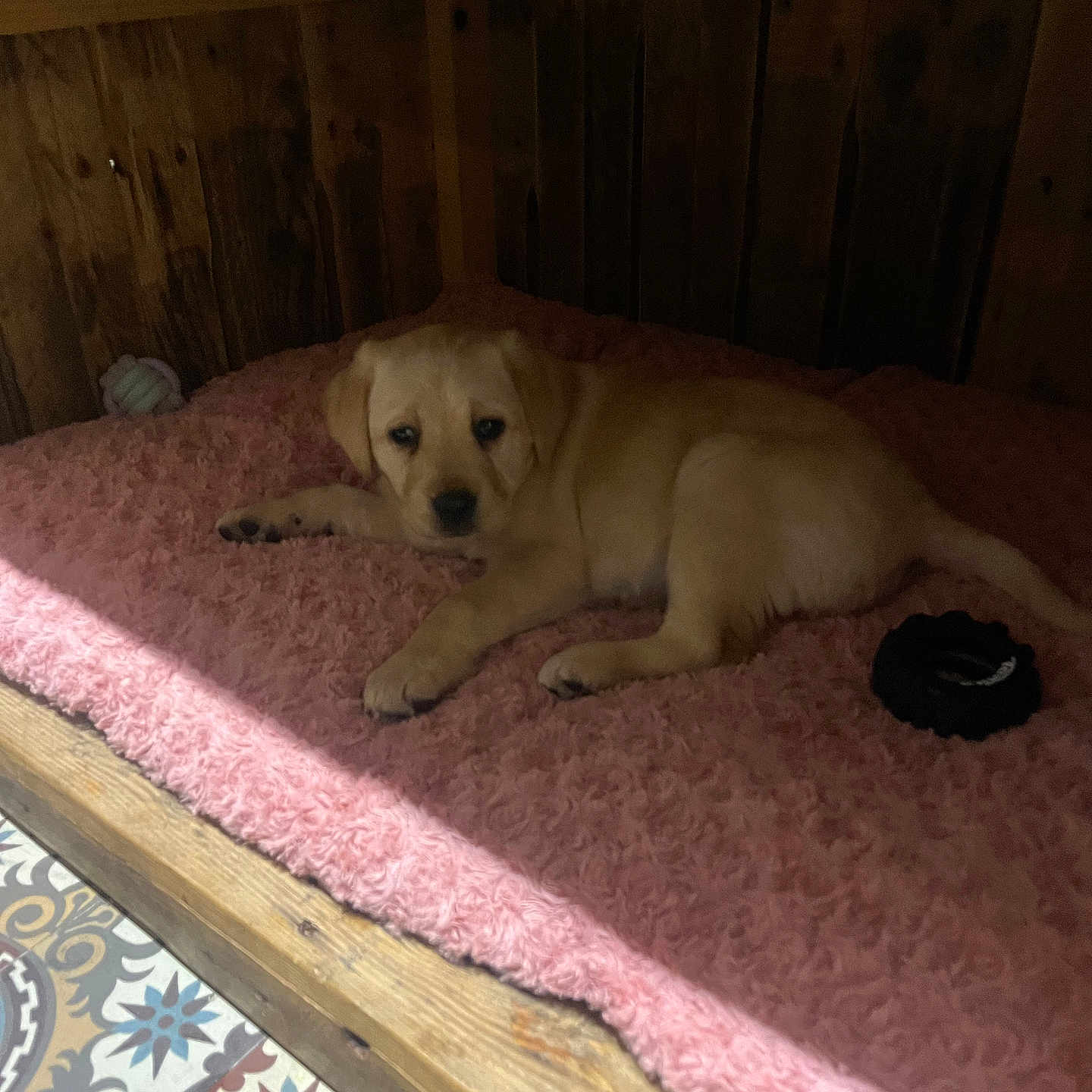 Anouk participe au concours pour gagner de l'argent avec cette photo : puppy, dog, yellow_labrador, bed, pink_bed, wooden_crate, toy, black_toy, sleepy, indoor, floor, patterned_tile, cozy, pet, animal, resting, cute, young_dog, fur, paw