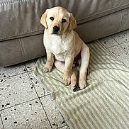 Anouk a rejoint le concours — aidez-le/la à gagner de superbes lots ! puppy, dog, pet, indoor, towel, striped_towel, floor, tile_floor, couch, beige_couch, sitting, young_dog, cute, looking_up, animal, fur, paw, ears, face, canine