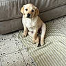 puppy, dog, pet, indoor, towel, striped_towel, floor, tile_floor, couch, beige_couch, sitting, young_dog, cute, looking_up, animal, fur, paw, ears, face, canine