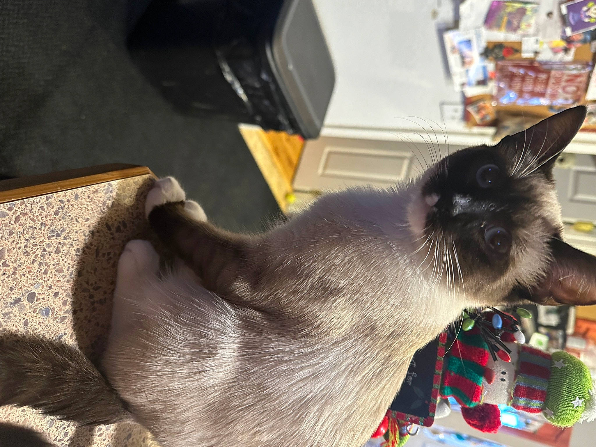 Casper is registered to the contest to win money with this photo: black_cat, carnivore, cat, collar, comfort, domestic_short_haired_cat, fawn, felidae, fur, nap, paw, siamese, small_to_medium_sized_cats, snout, tail, thai, tonkinese, whiskers