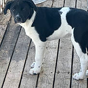 Luci is registered to the contest to win money with this photo: animal, black_and_white, calm, canine, companion, curious, dog, domestic_animal, ears, fur, looking, natural_light, outdoor, pet, planks, spots, standing, tail, wooden_floor, young_dog