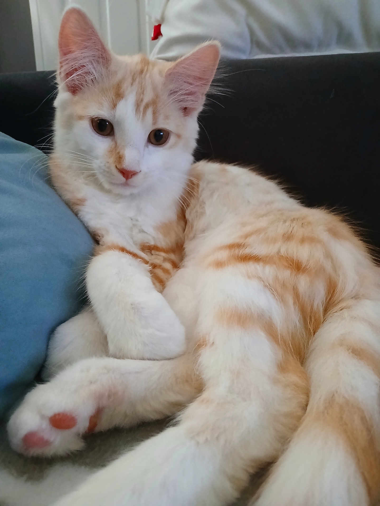 Aslan