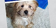 Pip is registered to the contest to win money with this photo: blue, canidae, carnivore, companion_dog, dog, dog_breed, dog_supply, electric_blue, fur, maltepoo, non_sporting_group, pet_supply, small_terrier, snout, sporting_group, terrier, toy_dog, water_dog, working_animal, yorkipoo