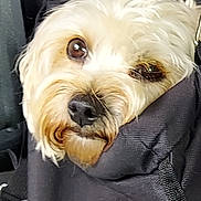 Pip is registered to the contest to win money with this photo: canidae, car_seat, car_seat_cover, carnivore, companion_dog, dog, dog_breed, dog_collar, fur, maltepoo, motor_vehicle, seat_belt, small_terrier, snout, sporting_group, terrier, toy_dog, water_dog, working_animal, yorkipoo