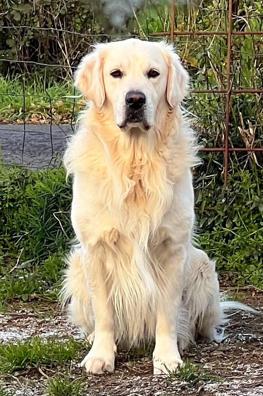 Oslo a rejoint le concours — aidez-le/la à gagner de superbes lots ! biting, canidae, carnivore, companion_dog, dog, dog_breed, fawn, fur, golden_retriever, grass, gun_dog, plant, snout, sporting_group, terrestrial_animal, tree, working_dog