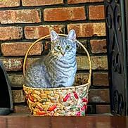 Lexi joined the competition — help win amazing prizes! cat, tabby, basket, woven_basket, brick_wall, indoor, pet, animal, curious, sitting, feline, ears, whiskers, fur, green_eyes, household, decor, closeup, cute, still_life