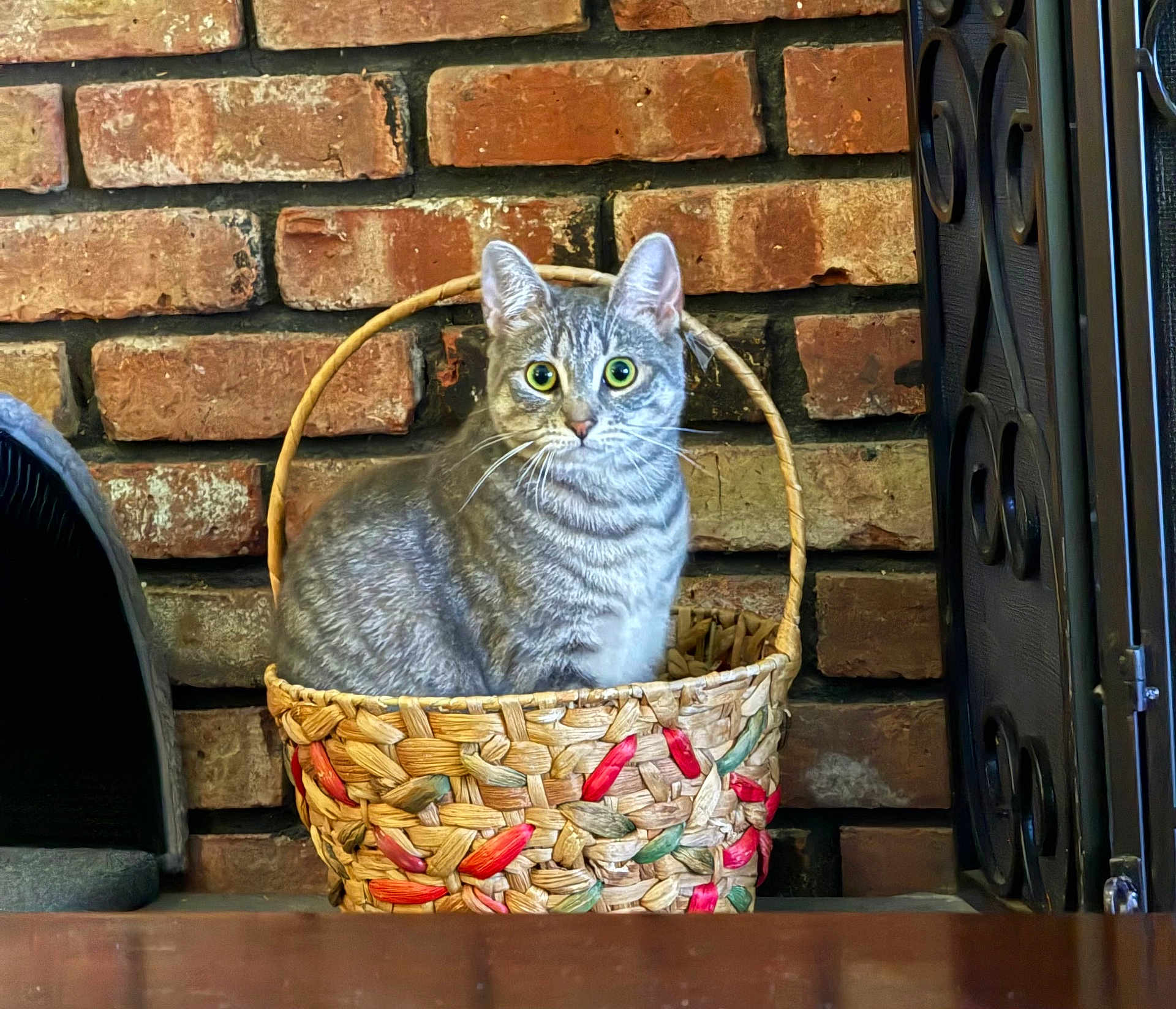 Lexi joined the competition — help win amazing prizes! cat, tabby, basket, woven_basket, brick_wall, indoor, pet, animal, curious, sitting, feline, ears, whiskers, fur, green_eyes, household, decor, closeup, cute, still_life