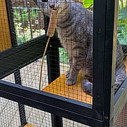 Lexi joined the competition — help win amazing prizes! animal, black_metal_frame, cage, cat, close_up, curious, daylight, enclosure, feline, fence, gray_tabby, greenery, nibbling, outdoor, pet, pet_care, playful, sitting, wire_mesh, wooden_shelf