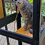 animal, black_metal_frame, cage, cat, close_up, curious, daylight, enclosure, feline, fence, gray_tabby, greenery, nibbling, outdoor, pet, pet_care, playful, sitting, wire_mesh, wooden_shelf