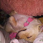 Zoe is registered to the contest to win money with this photo: animal, blanket, closeup, collar, comfort, cozy, cute, cute_pet, dog, floral_pattern, fur, indoor, nap, pet, pillow, pink_bow, relaxation, resting, sleeping, soft_texture