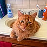 Cortez is registered to the contest to win money with this photo: animal, bathroom, cat, close_up, countertop, faucet, feline, fluffy, green_eyes, indoor, long_hair, orange_cat, pet, portrait, sink, sitting, soap, tabby, toothbrush, whiskers
