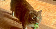 Cortez is registered to the contest to win money with this photo: animal, brown_cat, cat, fluffy, green_eyes, green_toy, home, indoors, long_hair, parquet, pet, playful, pointed_ears, raised_tail, spring_toy, standing, sunlight, walking, whiskers, wooden_floor