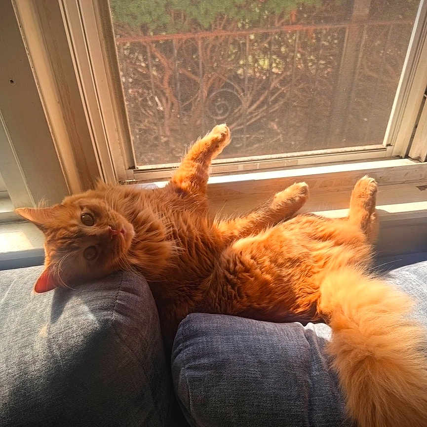 Cortez joined the competition — help win amazing prizes! animal, cat, couch, cozy, cushion, feline, fluffy, indoors, longhair, lying_down, orange_cat, pet, portrait, relaxed, sofa, sunbathing, sunlight, tail, upside_down, window