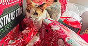 Miley joined the competition — help win amazing prizes! cat, christmas, gift_wrap, holiday, festive, curious, indoor, pet, animal, red, white, patterned, decorations, box, paper, wall, light, tail, paw, cute