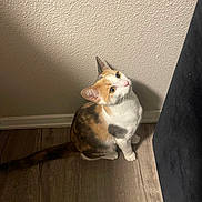 Miley joined the competition — help win amazing prizes! cat, calico, pet, indoor, wooden_floor, wall, curious, looking_up, feline, animal, domestic, young_cat, texture, shadow, flooring, fur_pattern, ears, whiskers, cute, alert