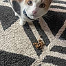 Miley is registered to the contest to win money with this photo: cat, calico, pet, animal, indoor, carpet, kibble, curious, collar, closeup, feline, whiskers, brown, white, orange, patterned_rug, floor, domestic, looking_up, cute