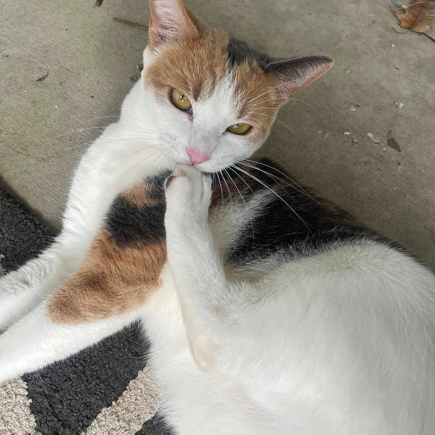 Miley is registered to the contest to win money with this photo: cat, calico, paw, licking, grooming, fur, whiskers, ears, nose, yellow_eyes, concrete_floor, rug, indoor, pet, animal, relaxed, closeup, cute, mammal, domestic