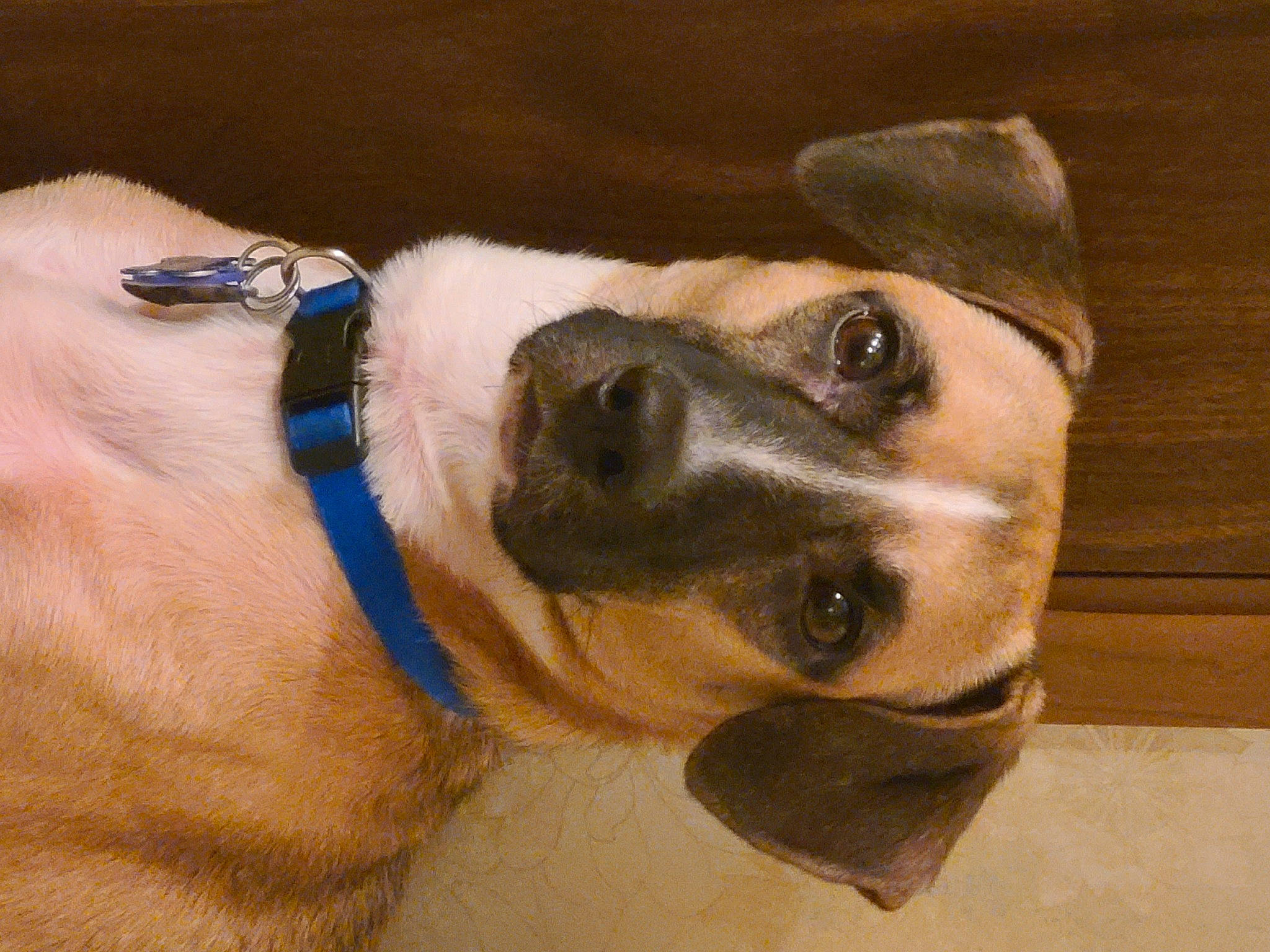 Chewy is registered to the contest to win money with this photo: beige, brown, canidae, carnivore, collar, companion_dog, dog, dog_breed, dog_collar, fawn, goggles, khaki, leash, mammal, pet_supply, snout, sporting_group, tan, whiskers, working_animal