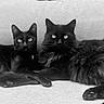 black_cat, cat, feline, pets, two_cats, indoor, couch, relaxing, fur, whiskers, ears, eyes, portrait, animal, companions, domestic_animal, black_and_white, close_up, resting, cute
