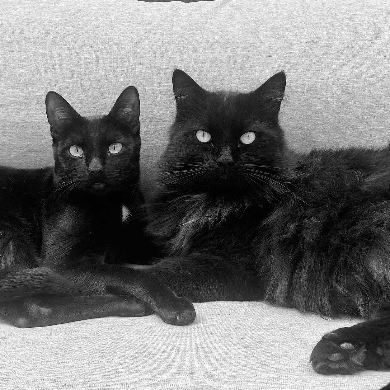 Mooglie participe au concours pour gagner de l'argent avec cette photo : black_cat, cat, feline, pets, two_cats, indoor, couch, relaxing, fur, whiskers, ears, eyes, portrait, animal, companions, domestic_animal, black_and_white, close_up, resting, cute