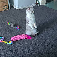 Misty is registered to the contest to win money with this photo: cat, indoor, carpet, toy, feathers, pet, animal, curious, sitting, feline, playful, colorful, grey, fur, whiskers, ears, tail, home, floor, cute