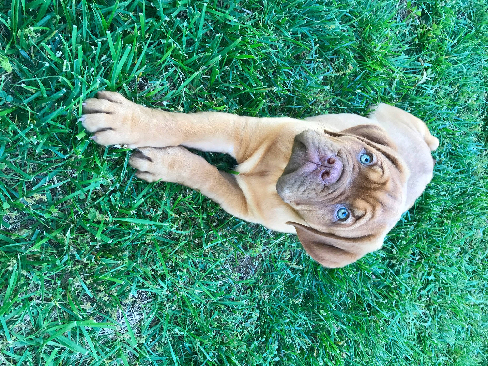 Farrah joined the competition — help win amazing prizes! companion_dog, dog_breed, dress, fawn, foot, fun, grass, grassland, happy, human_leg, people_in_nature, plant, sporting_group, sunglasses, terrestrial_animal, thumb, toy, tree, wood, wrinkle