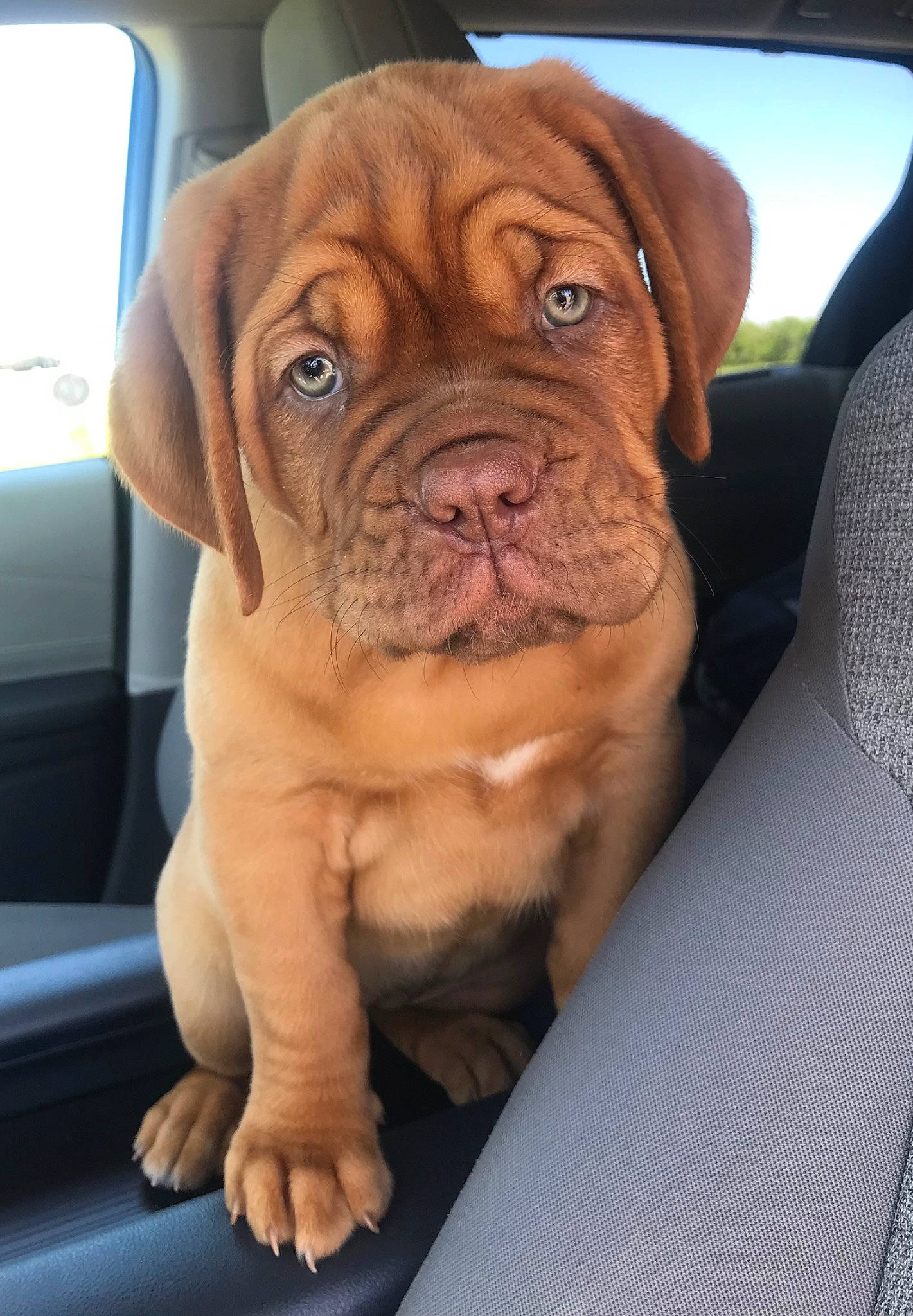 Farrah joined the competition — help win amazing prizes! canidae, car_seat, carnivore, companion_dog, dog, dog_breed, dog_collar, fawn, fur, liver, molosser, shar_pei, snout, sporting_group, vehicle_door, window, windshield, working_animal, working_dog, wrinkle