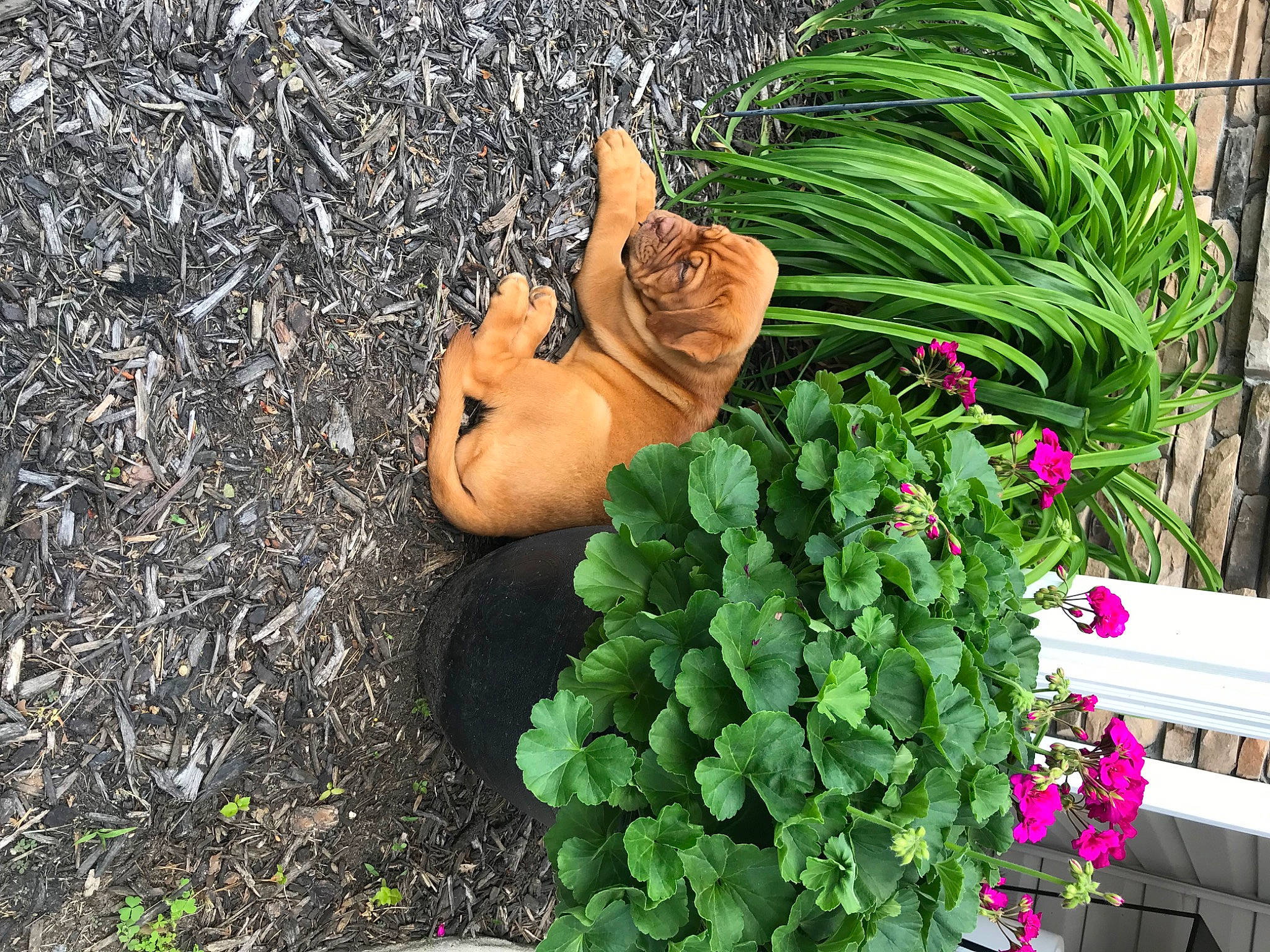 Farrah joined the competition — help win amazing prizes! annual_plant, fawn, flower, flower_arranging, flowering_plant, flowerpot, grass, groundcover, houseplant, human_leg, landscape, lawn_ornament, leaf, leaf_vegetable, people_in_nature, petal, plant, shrub, soil, toy