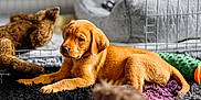 Kodi is registered to the contest to win money with this photo: puppy, dog, brown, toy, rug, bed, indoor, pet, animal, cute, laying, furry, young, cozy, resting, home, soft, curious, playful, domestic