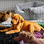 puppy, dog, brown, toy, rug, bed, indoor, pet, animal, cute, laying, furry, young, cozy, resting, home, soft, curious, playful, domestic