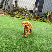 Kodi joined the competition — help win amazing prizes! puppy, dog, grass, artificial_lawn, backyard, greenery, garden, young_dog, outdoor, pet, canine, cute, small_dog, walking, nature, yard, floppy_ears, brown_dog, playful, animal