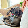 Samson is registered to the contest to win money with this photo: black_dog, couch, cozy, dog, fur, heart_tag, home, indoor, knitted_pillow, looking_back, natural_light, orange_pillow, pet, pillows, plant, relaxed, resting, soft_light, tail, window