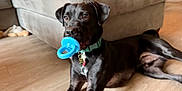 Samson joined the competition — help win amazing prizes! animal, black_dog, blue_toy, canine, collar, couch, dog, domestic_animal, ears, floor, flooring, fur, indoor, living_room, mammal, nose, pet, playful, resting, toy