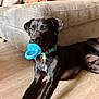 animal, black_dog, blue_toy, canine, collar, couch, dog, domestic_animal, ears, floor, flooring, fur, indoor, living_room, mammal, nose, pet, playful, resting, toy