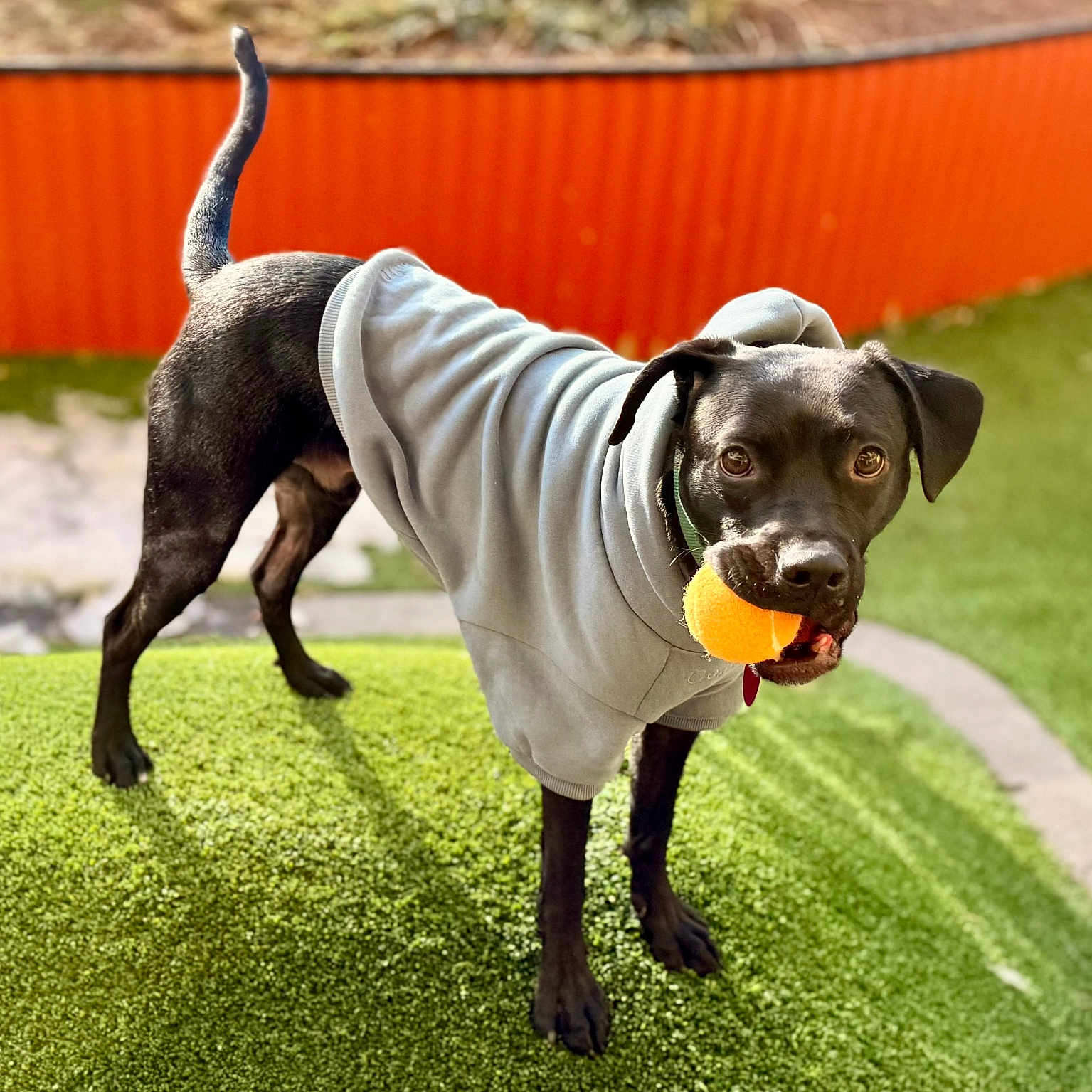 Samson joined the competition — help win amazing prizes! accessories, animal, ball, bulldog, canine, chihuahua, dog, grass, hound, labradorretriever, lawn, pet, plant, pointer, policedog, puppy, sport, strap, tennis, tennisball