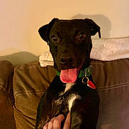 Samson is registered to the contest to win money with this photo: animal, black_dog, brown_couch, collar, couch, cozy, dog, domestic_animal, friendly, fur, hand, happy, indoor, pet, petting, playful, shadow, tongue_out, wall, white_chest_patch