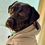 Samson is registered to the contest to win money with this photo: animal, black_dog, canine, closeup, collar, cute, dog, domestic_animal, ears, expression, furry, hoodie, indoors, looking_back, pet, portrait, snout, soft_light, wearing_clothes, window_blinds