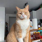 Tartine participe au concours pour gagner de l'argent avec cette photo : abyssinian, animal, architecture, building, cabinet, cat, closet, cupboard, food, furniture, hardwood, indoors, interiordesign, jar, manx, pantry, person, pet, shelf, wood