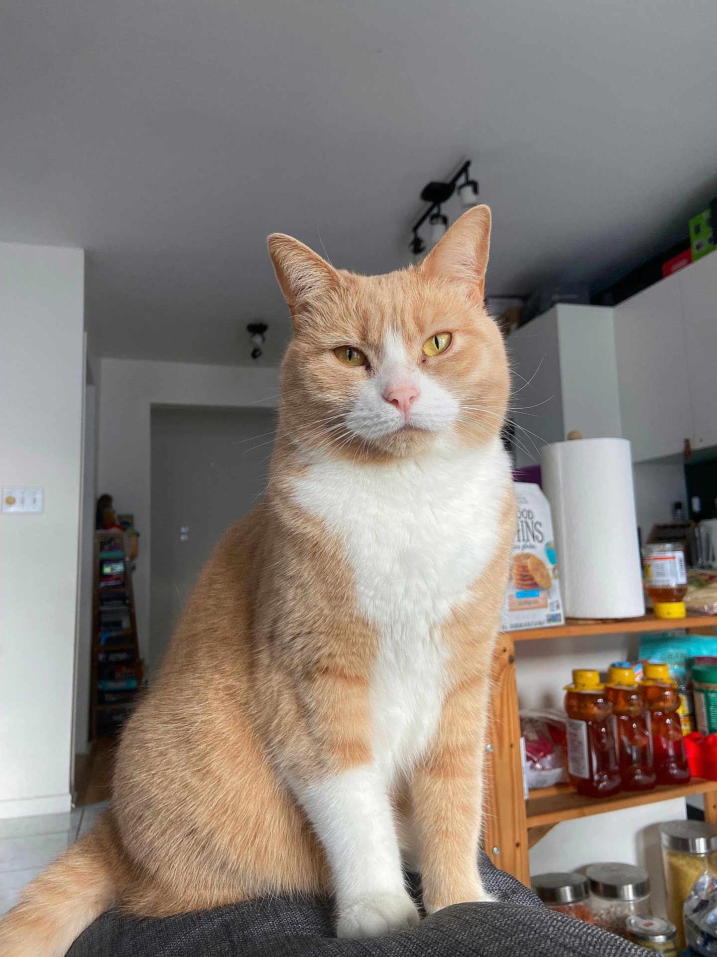 Tartine participe au concours pour gagner de l'argent avec cette photo : abyssinian, animal, architecture, building, cabinet, cat, closet, cupboard, food, furniture, hardwood, indoors, interiordesign, jar, manx, pantry, person, pet, shelf, wood