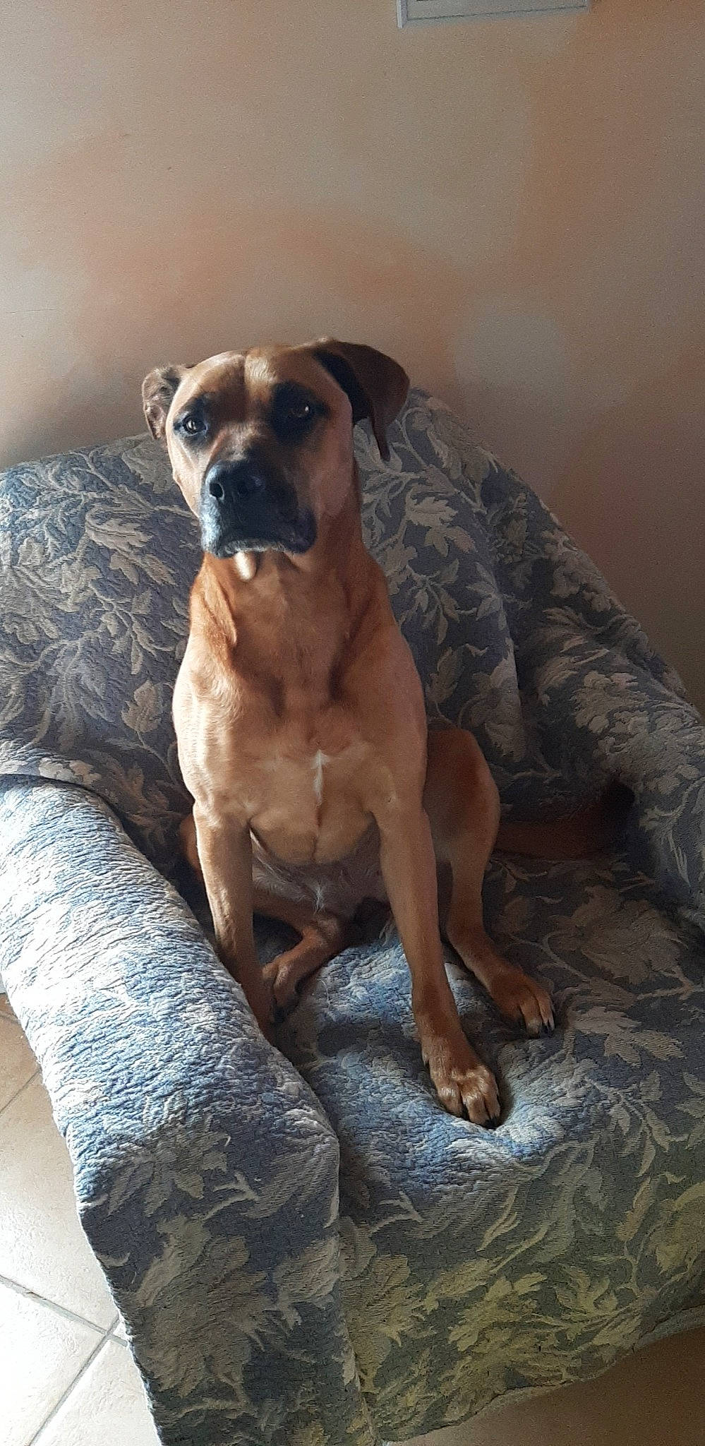 Abby a rejoint le concours — aidez-le/la à gagner de superbes lots ! bored, boxer, carnivore, comfort, companion_dog, couch, dog, dog_breed, dog_collar, dog_supply, fawn, guard_dog, liver, molosser, pet_supply, sporting_group, whiskers, working_animal, working_dog, wrinkle