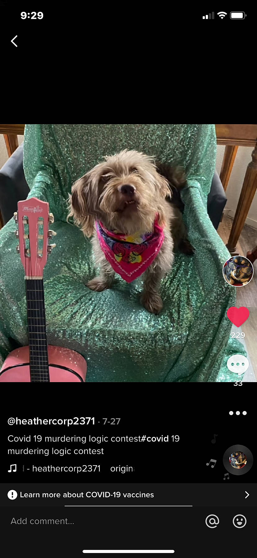 Alvis Presley is registered to the contest to win money with this photo: canidae, carnivore, collar, companion_dog, dog, dog_breed, dog_collar, dog_supply, font, fur, liver, magenta, photo_caption, screenshot, snapshot, snout, sporting_group, terrier, toy_dog, working_animal